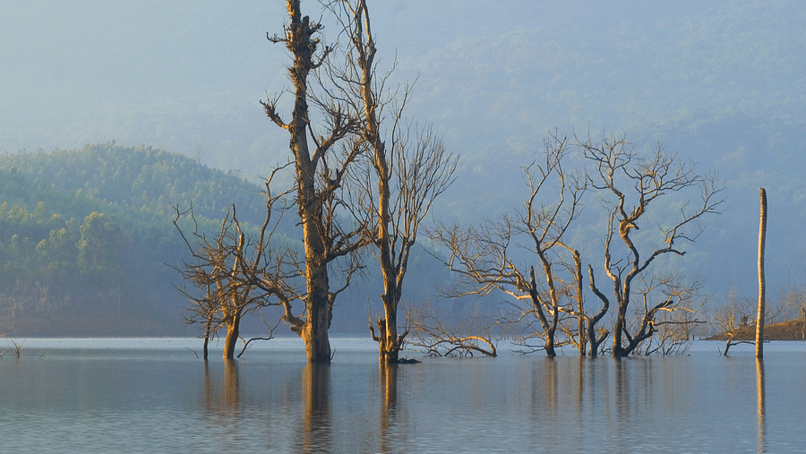 Dried branches stemming from within the lake with mountains in the background | Vythiri Resort, Wayanad
